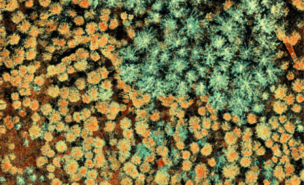 Forest as seen from UAV Laser Scanning - intensity describing the characteristics of forests